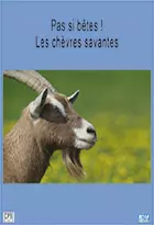 PAS SI BÊTES ! - LES CHÈVRES SAVANTES