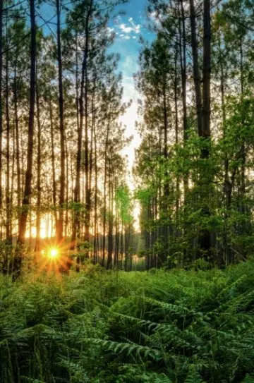 France Terres Sauvages - La Forêt