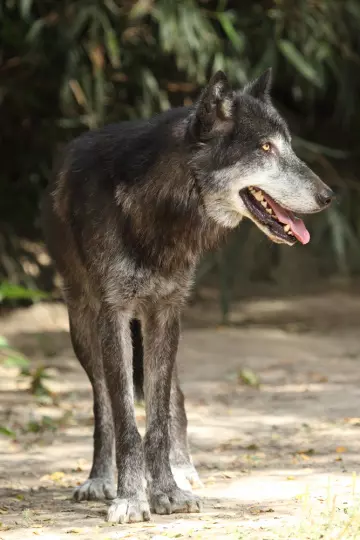 LES LOUPS PÊCHEURS DU CANADA